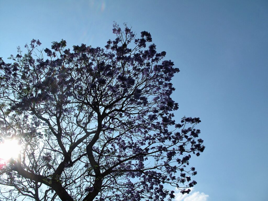 Calle arbolada con jacarandas