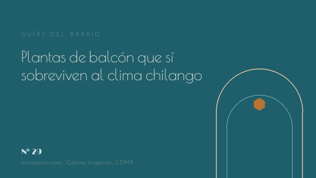Plantas de balcón que sí sobreviven al clima chilango