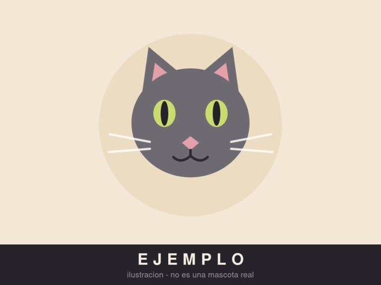 EJEMPLO · Gato gris apareció en una azotea de Lago Ginebra