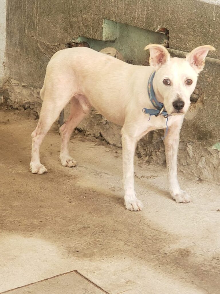 Perrito rescatado, tamaño mediano, mestizo, color beige